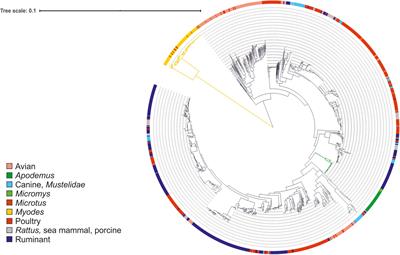 Host-Dependent Clustering of Campylobacter Strains From <mark class="highlighted">Small Mammals</mark> in Finland